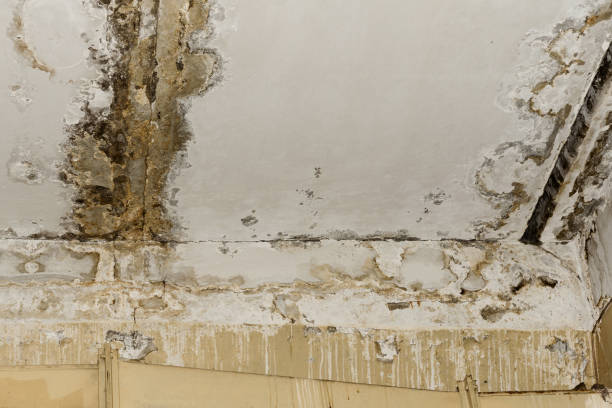 Trusted East Renton Highlands, WA Mold Prevention & Removal  Experts